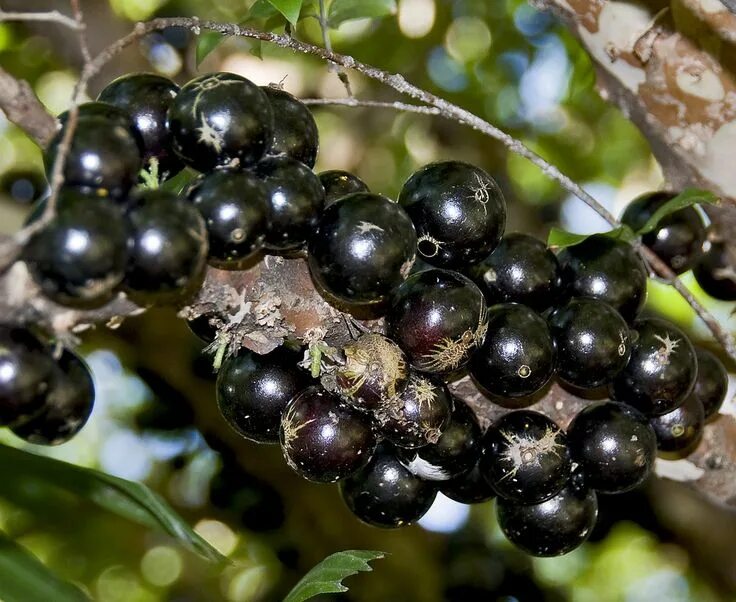 tanaman buah dan pupuk organik on Instagram: "Anggur Brazil ( Jaboticaba ) merup