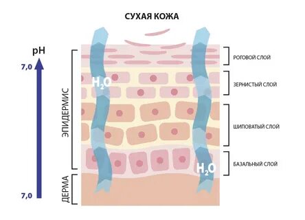 Как называется разряженный и очень сухой слой