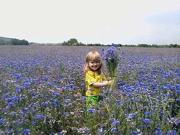 картина васильковое поле. васильки в поле. полевые цветы. садовые васильки однолетки. в васильках что росли у забора вдруг.