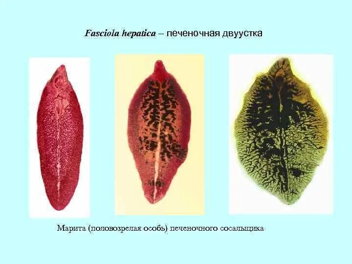 Марита печёночногго сосальщика. Печеночный сосальщик Мари. Пищеварительная система печеночной двуустки. Марита печеночного сосальщика.