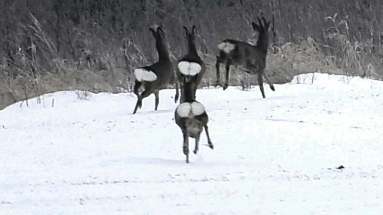 Загонная охота на косулю 2021. Охота в 2021 году на косулю Иркутская область. Лисы зайцы лоси вместе зимой. Выпустили оленей