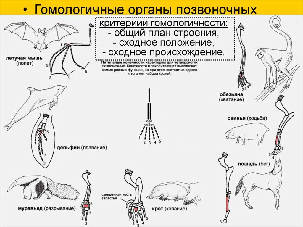 Сходные по строению функциям и происхождению. Гомологичные органы позвоночных. Общий план строения позвоночных. У лошади гомологичная конечность. Таблица гомологичные органы функции происхождение.