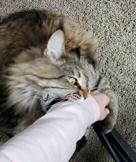 Жизнь котика