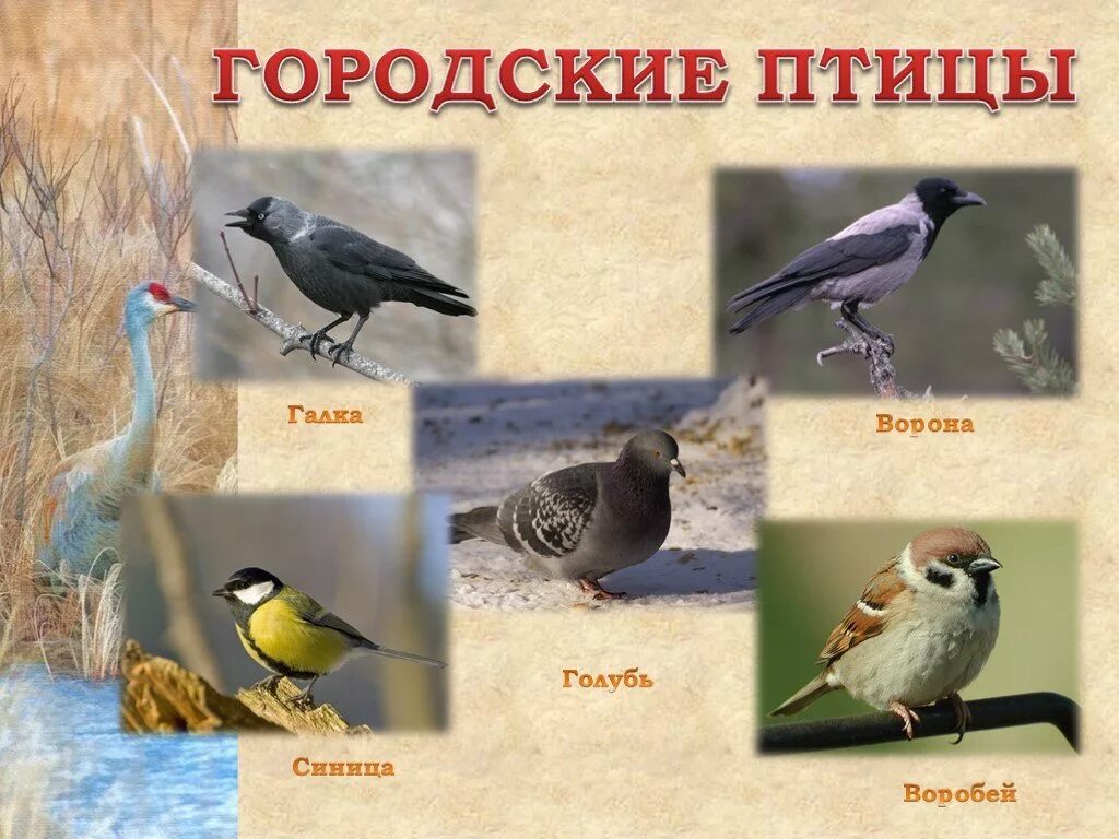 Птицы живущие рядом