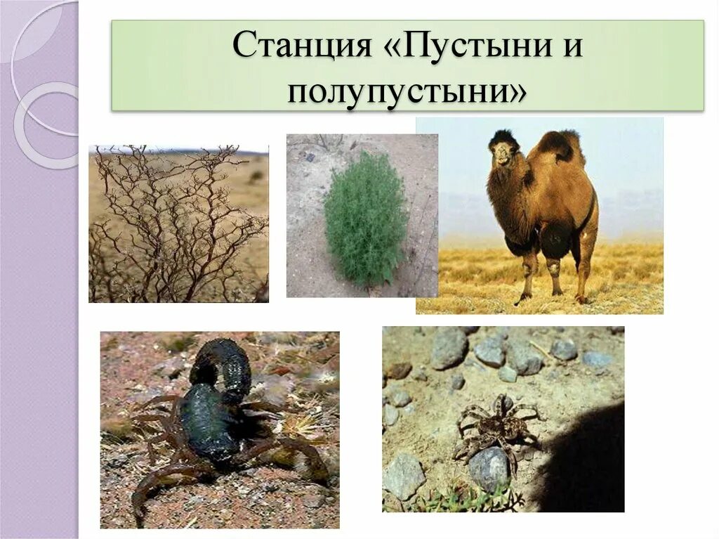 Животных и растений в полупустынях. Растения полупустынь.
