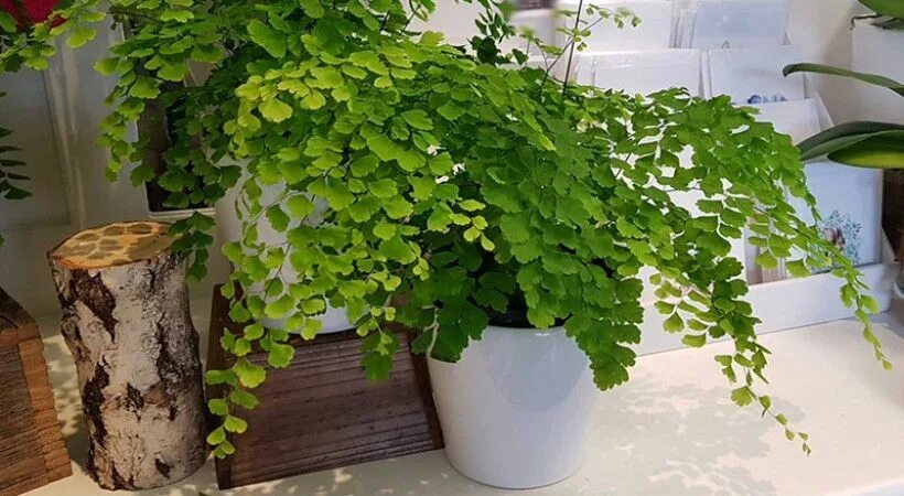 Adiantum raddianum- Maidenhair Fern 6" Self watering pots, Maidenhair fern, Plan