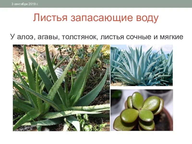 Значение мясистых листьев. Видоизменение листьев алоя. мясистые листья алоэ. алоэ столетник толстянка. алоэ вера видоизменение листьев.