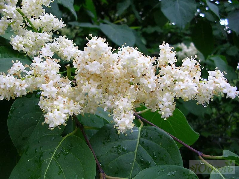 Какое дерево цветет белым цветом. Сирень Амурская Syringa amurensis. Сирень Амурская (Трескун Амурский). Сирень Амурская ligustrina amurensis Rupr. Сирень Амурская Трескун.