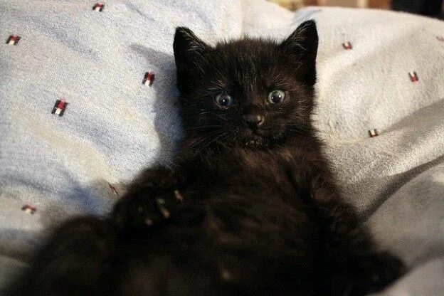 Черные котята во сне к чему снятся. Маленький черный котенок с белой грудкой. Черный котенок во сне. Котенок с темными подушечками. Черный котенок в кроватке.