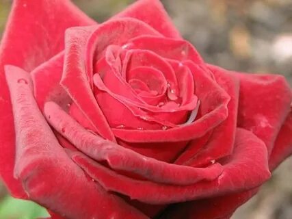 Real rose