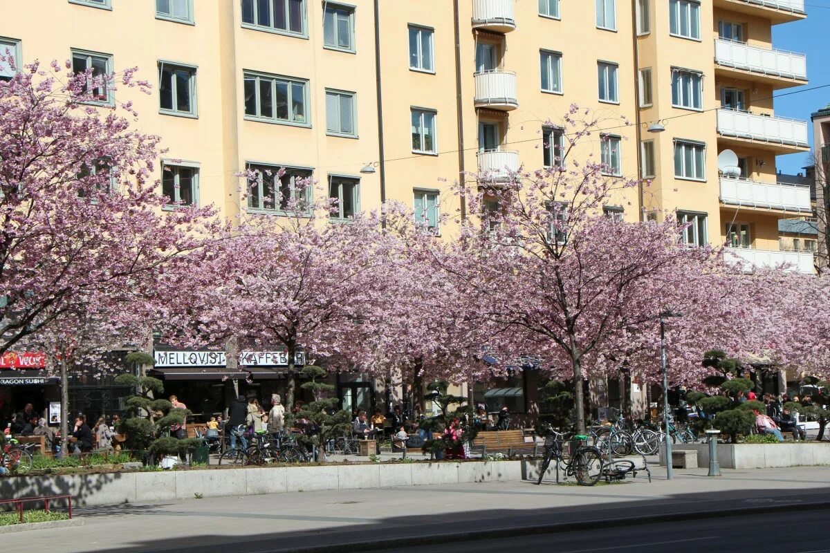 Street of flowers. Магнолия в Вене. Весенний город. Весенний город деревья в цвету.