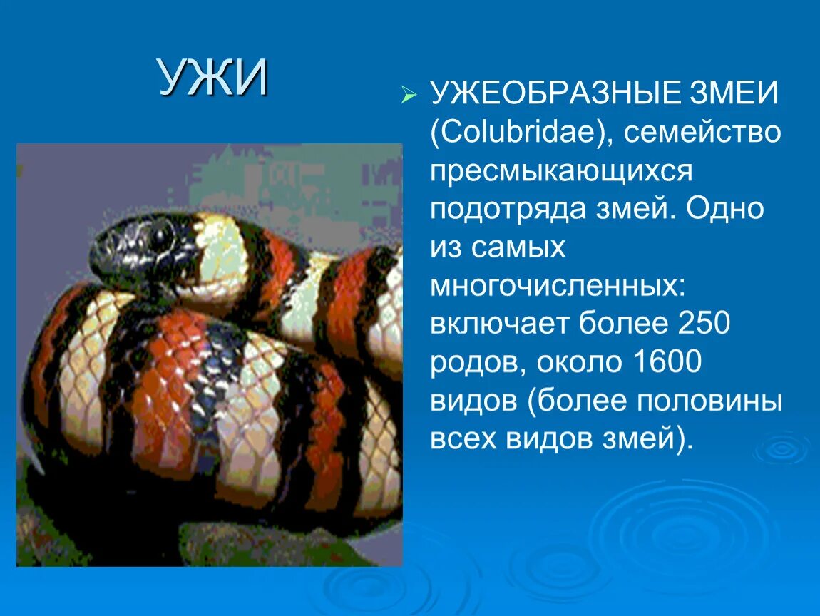 Ужеобразные змеи ядовитые. Доклад о змеях. Доклад про змей. Рассказ про змею.