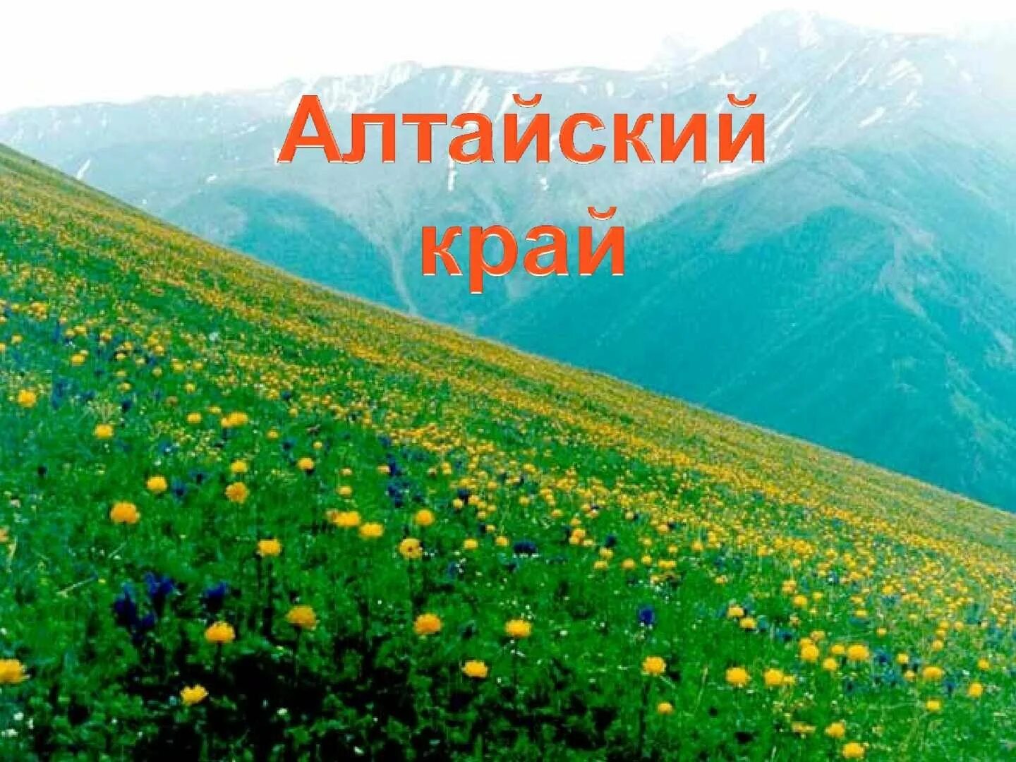 Алтайский край презентация. Проект алтайский край. Доклад про алтайский край. Алтайский герб. Природа алтайского края проект.