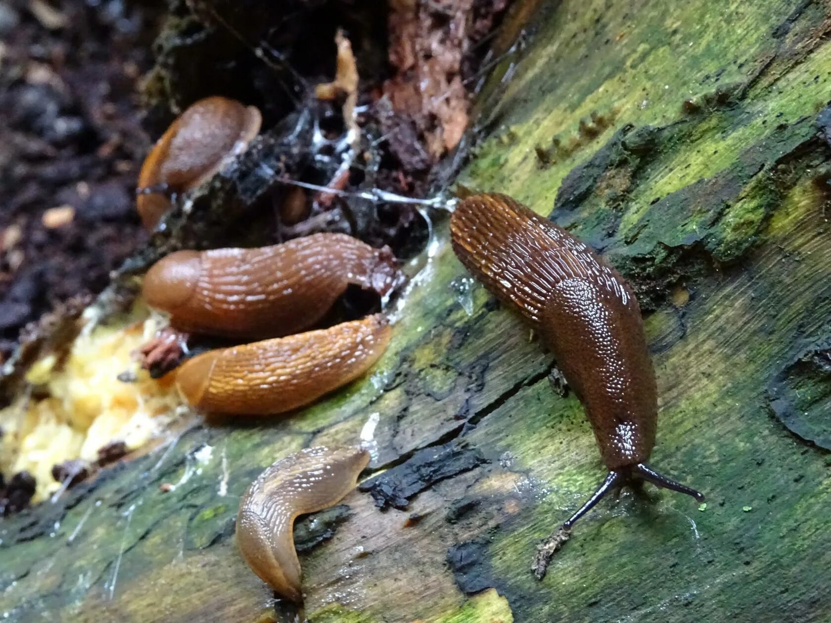 Личинки слизней. СЛИЗЕНЬ Arion. СЛИЗЕНЬ Arion lusitanicus. . Рыжий СЛИЗЕНЬ (Arion lusitanicus). СЛИЗЕНЬ полевой Deroceras Agreste.