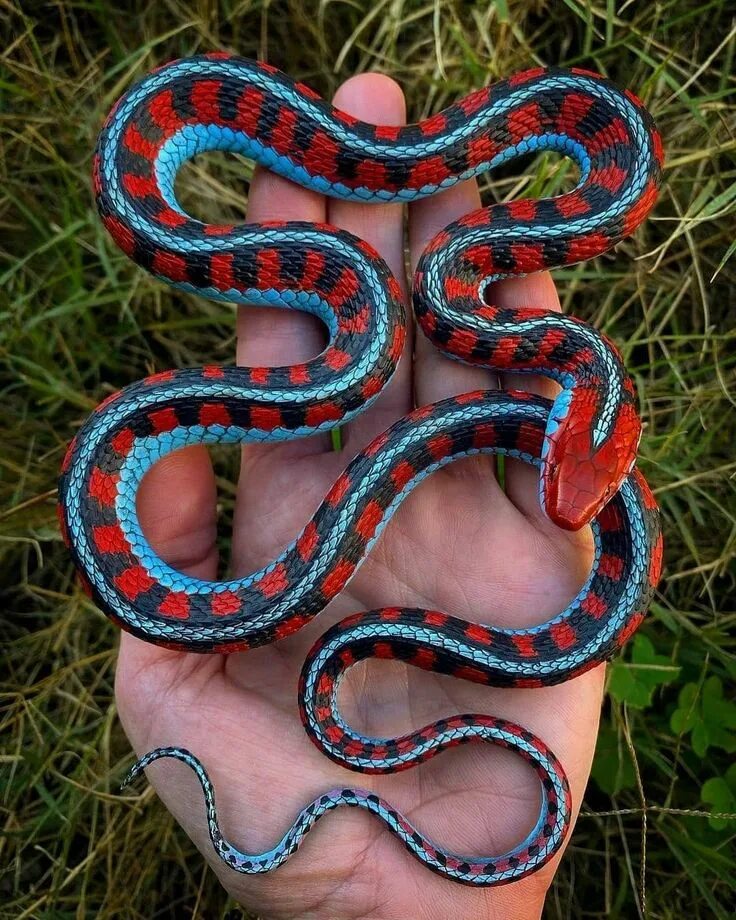 Калифорнийская Краснобокая подвязочная змея. Подвязочная змея (Thamnophis sirtalis). Голубая куфия гадюка. Калифорнийский подвязочный уж.