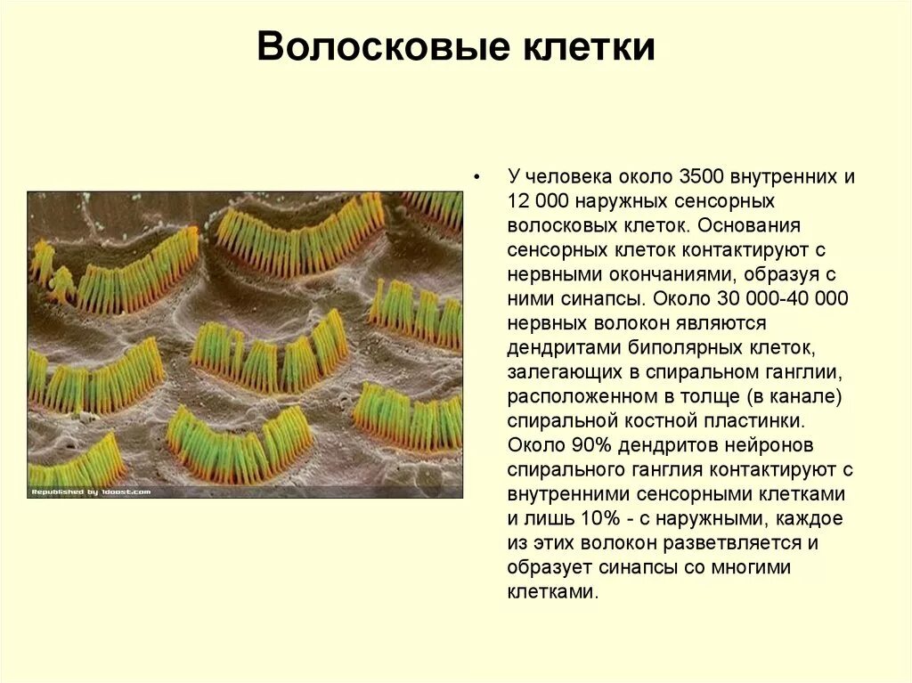 Волосковые клетки внутреннего уха функции. Наружные волосковые клетки улитки. Ухо строение волосковые клетки. Волосковые рецепторные клетки.