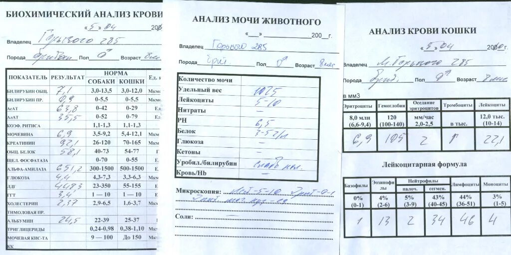 Неприятные анализы. Нормы биохимического анализа мочи у коров. Биохимический анализ мочи КРС. Биохимический анализ мочи норма. Показатели мочи у животных.