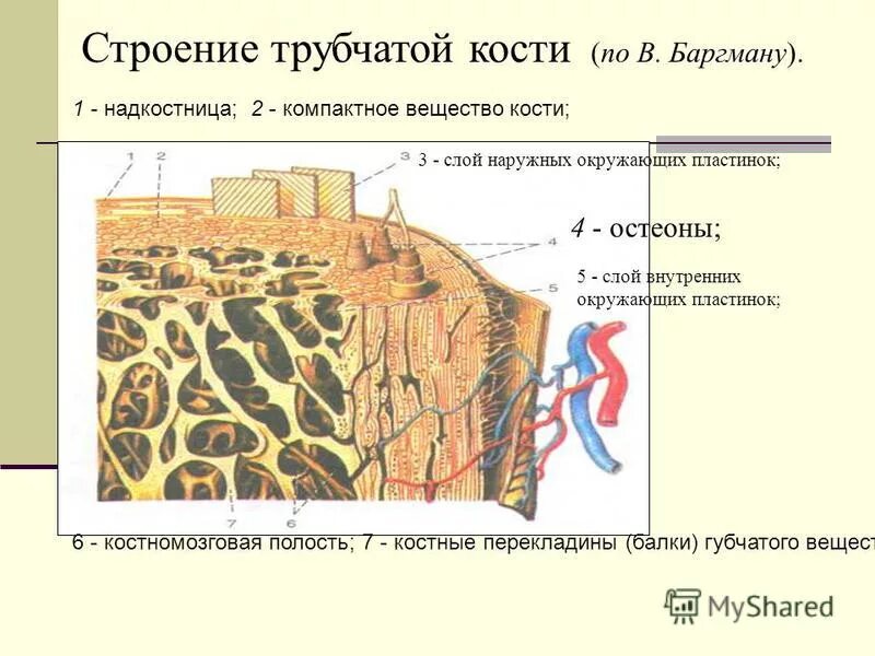 Полости губчатого вещества кости заполнены