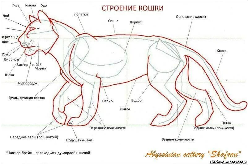 Внешнее строение кошки 7 класс. Анатомия морды кота спереди. строение кота сбоку. семейство кошачьих строение. строение морды кошки.