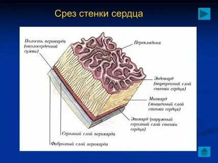 Средний слой стенки
