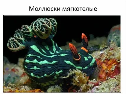 Моллюск декоративной окраски 5 букв