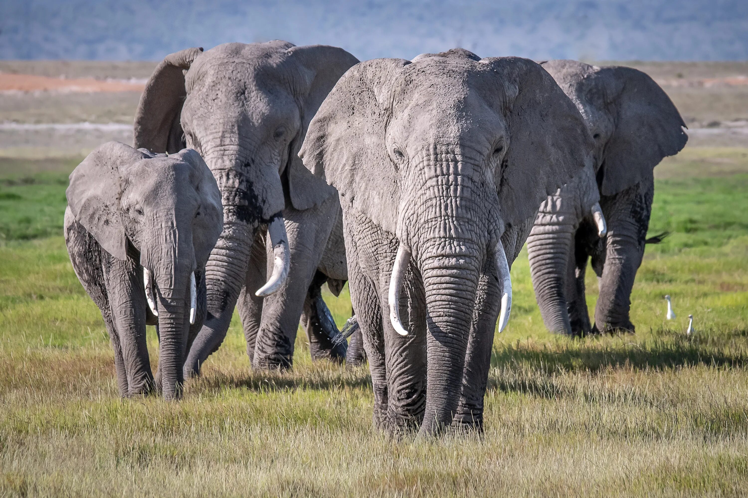 Кения саванный слон стая. Африканский саванный слон. Стадо слонов. Стая слонов. Elephants time