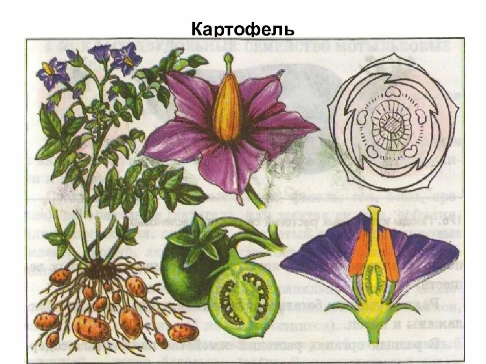 Двудольные растения Пасленовые. Семейство Пасленовые формула цветка. Семейство Пасленовые картофель строение цветка. Схема цветка пасленовых растений.