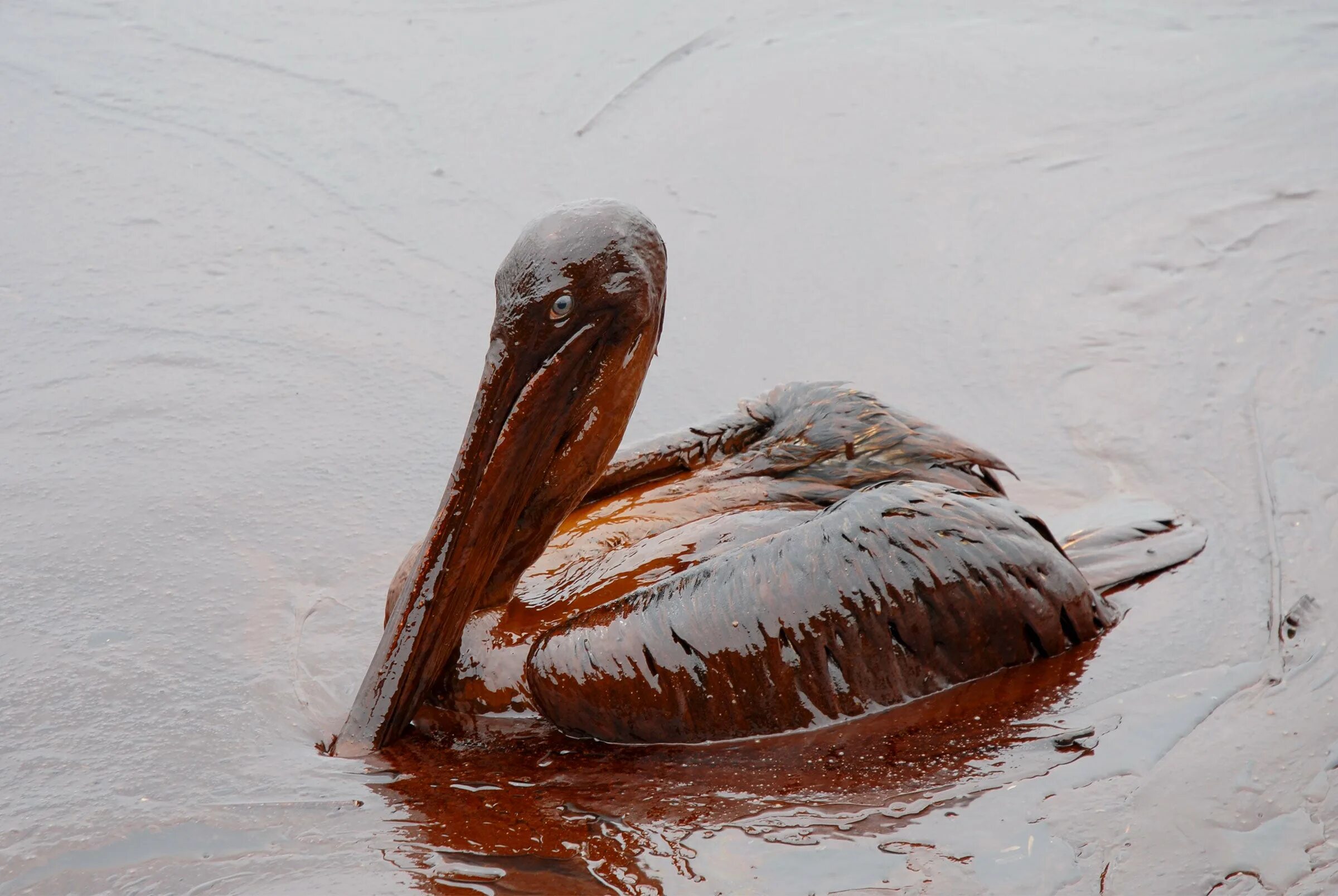 В воде гибнут. Разлив нефти в мексиканском заливе 2010. Мексиканский залив катастрофа 2010 последствия. Разлив нефти в мексиканском заливе 2010 животные. Deepwater Horizon разлив нефти.