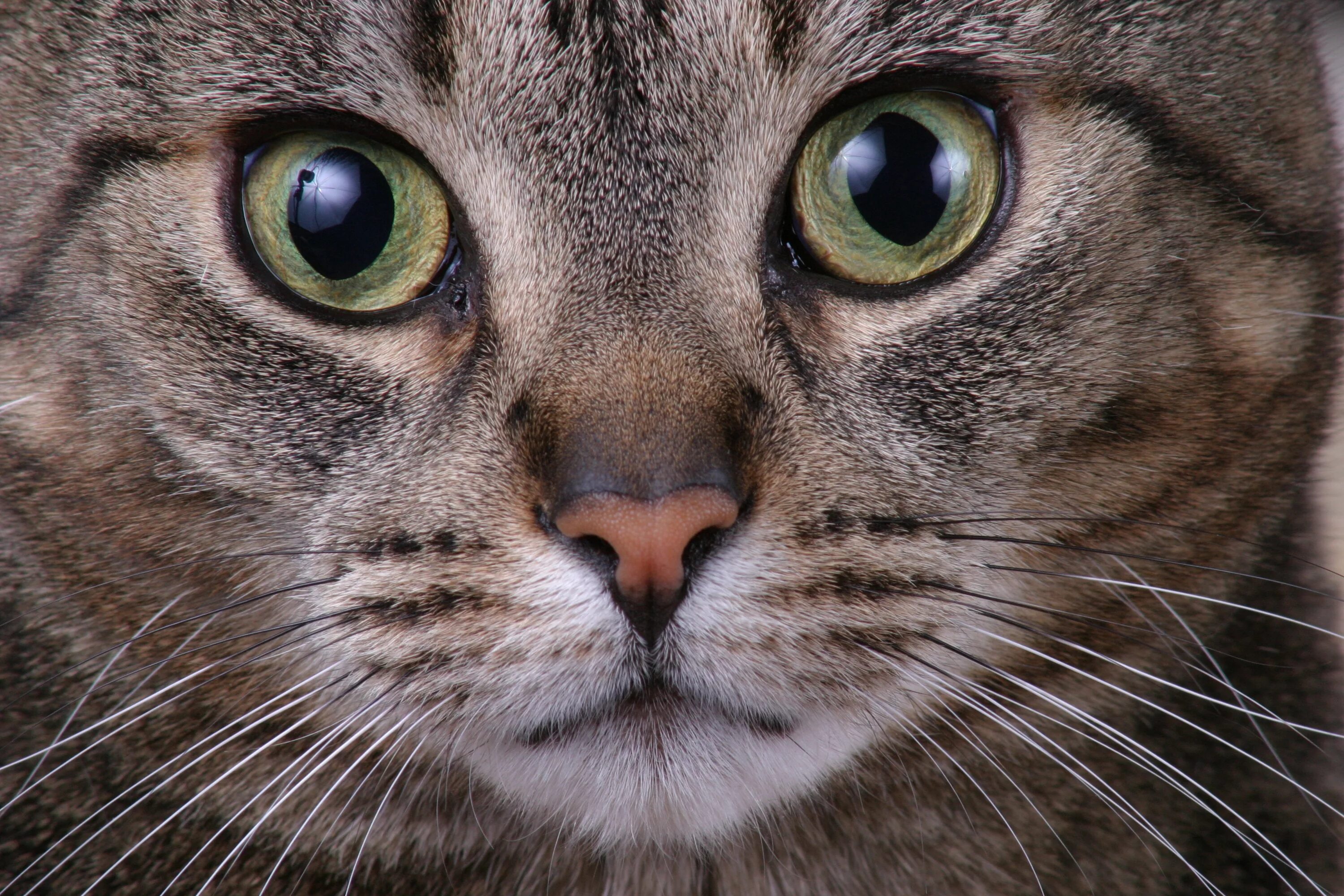 Качественное крупным планом. Морда кота. Кошачий глаз. Кошачья мордочка. Красивая морда кошки.