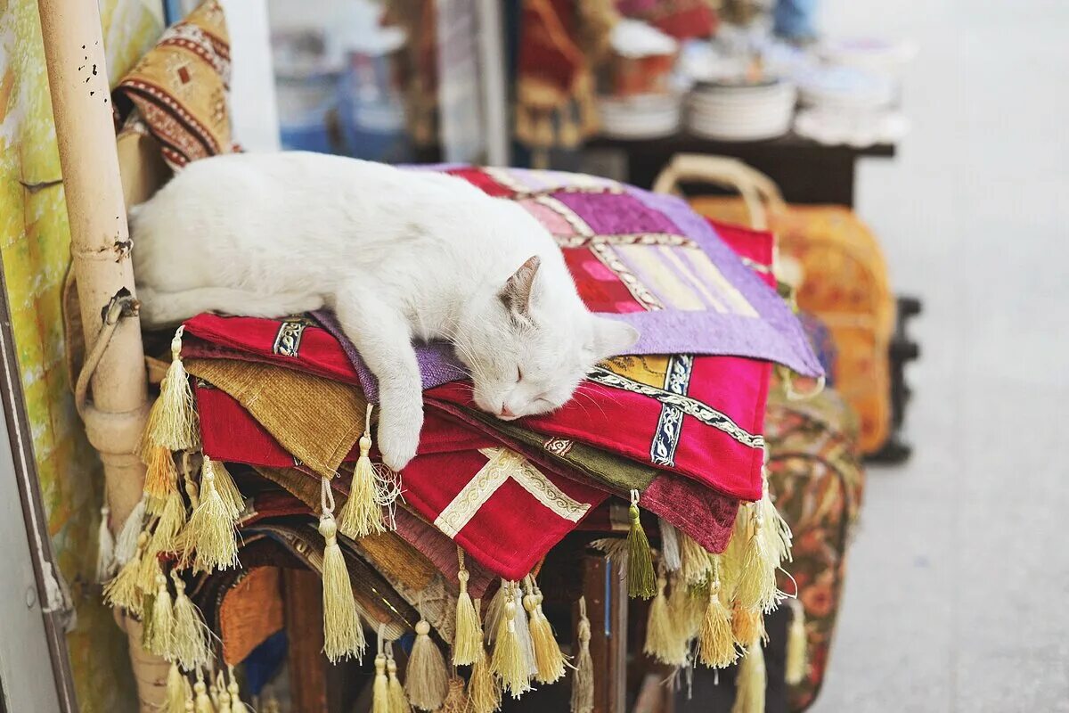 Turkey cats. Кошки в Турции. Стамбульские коты. Коты в Стамбуле. Кошка Священное животное в Турции.