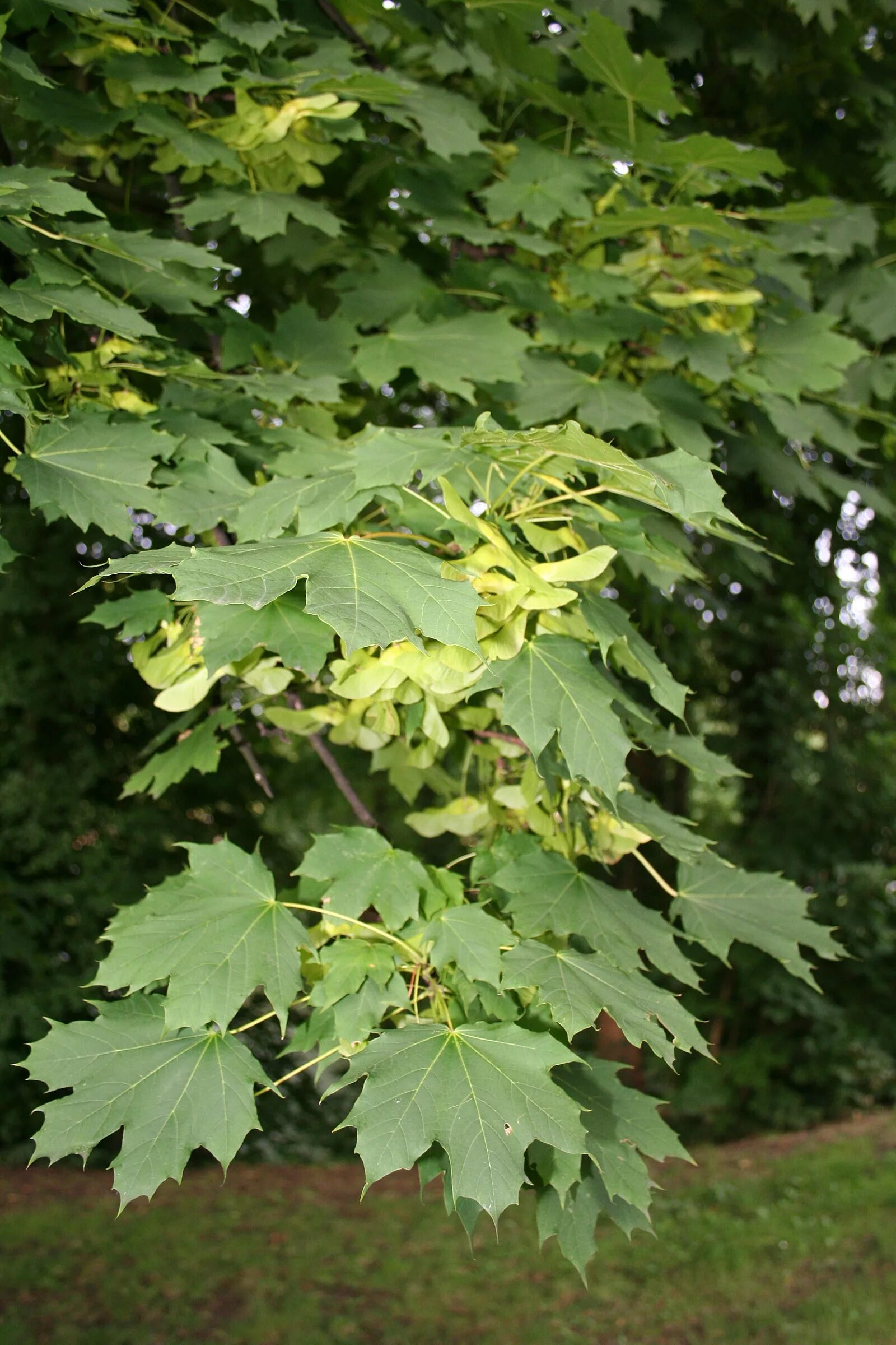 Клён остролистный платановидный. Клен остролистный (Acer platanoides). Клен остролистный Асер платаноидес. Клён ясенелистный канадский. Клен русский дерево