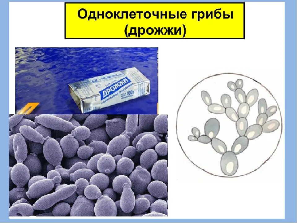 Тело пекарских дрожжей состоит из. Дрожжи грибы. Картинки какие бывают дрожжи. Фото дрожжей грибов биология 5 класс. Коробка с грибом дрожжи.