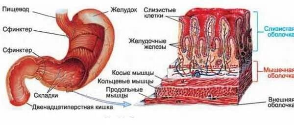 Пищевод складки слизистой. Оболочки стенки желудка анатомия. Сфинктер желудка что это у человека. Строение слизистой оболочки двенадцатиперстной кишки. Анатомическое строение слизистой желудка.