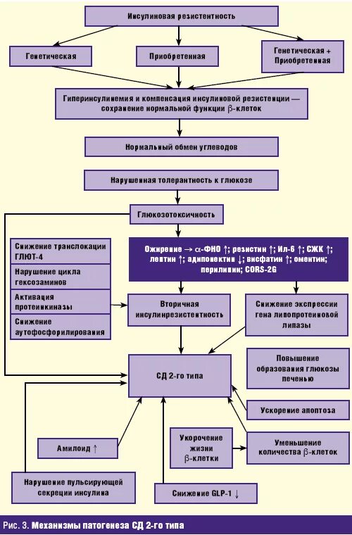 2 го типа. Патогенез СД 2 типа патофизиология. Патогенез ожирения при сахарном диабете 2 типа. Патогенез СД 2 типа схема. Патогенез сд2 схема