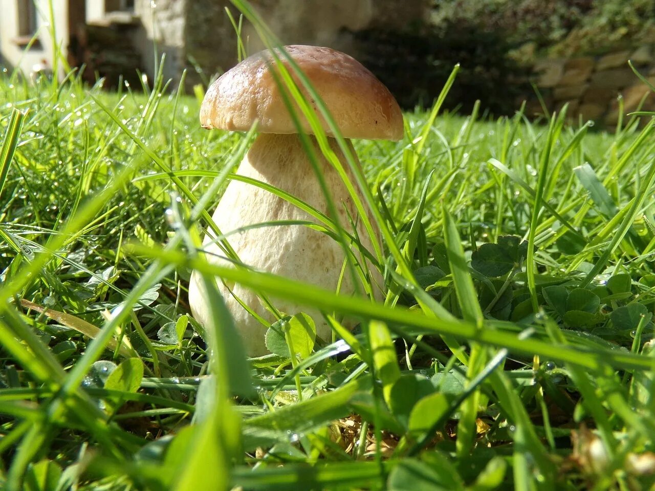 Мы решаем собирать только благородные. Красивые грибы. Красивая Лесная Поляна с грибами. Белый гриб. Белые грибы на Поляне.