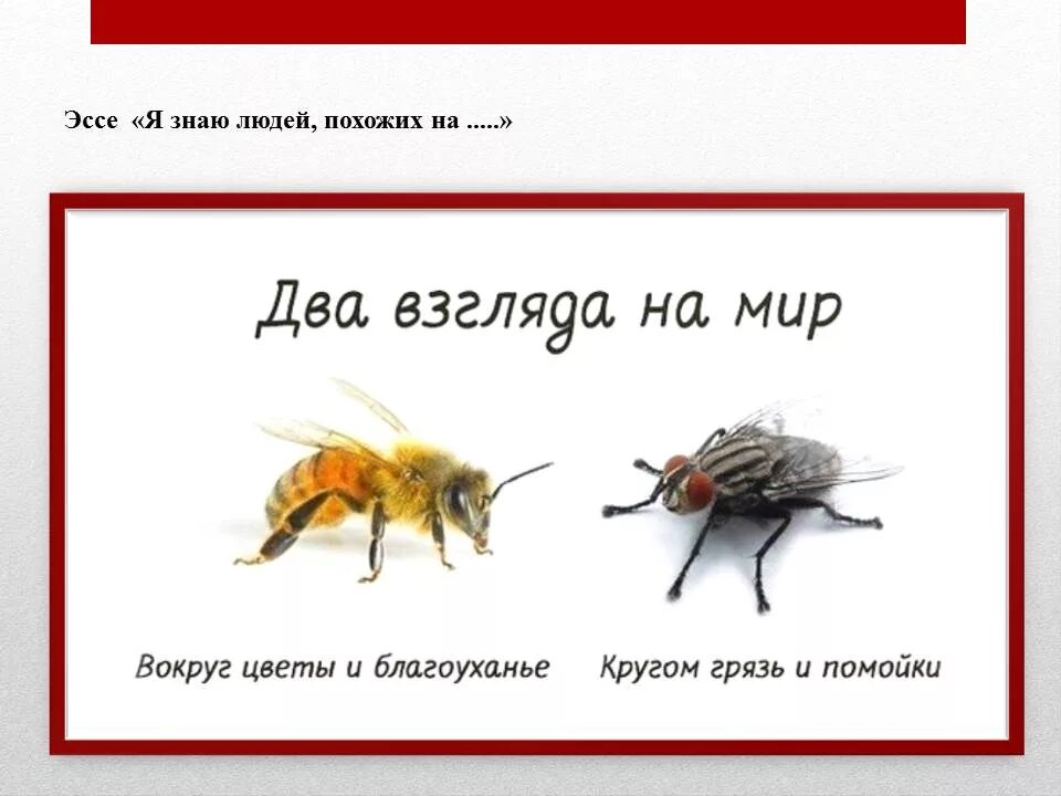 Развитие представлений о природе света. Два взгляда на природу света физика. Вокруг цветы и благоухание. Два взгляда на мир муха и пчела картинки. Какие взгляды существовали на природу света?.