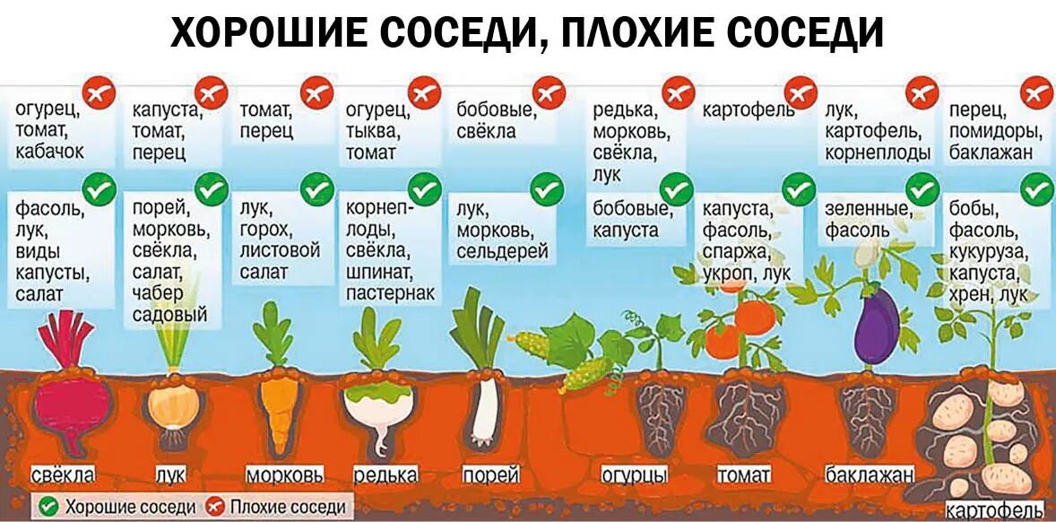 Сколько огорода посадить. Овощи соседи на грядке схема посадки. Таблица глубины посева семян овощей. Грядки для посадки овощей. Соседи для томатов в закрытом грунте.