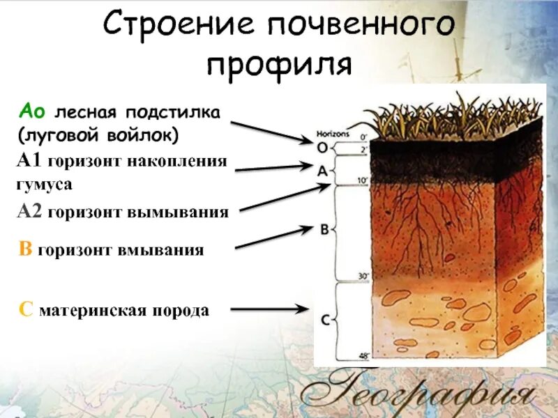 Материнская порода гумусовый вымывания вмывания. Структура почвы почвенные горизонты. Лесная подстилка гумусовый Горизонт Горизонт вымывания. Строение почвы подвесные горезонты. Гумусовый почвенный Горизонт почвы.