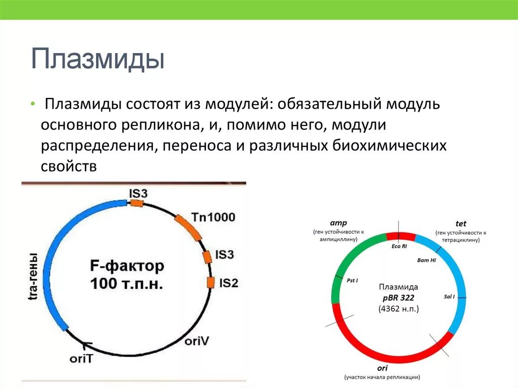 Кольцевая днк прокариот. Строение бактерии плазмида. Строение плазмид бактерий. Строение плазмидв бактерий. Строение бактериальной плазмиды.