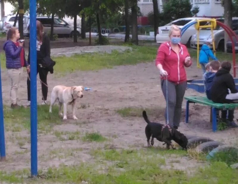 Гулять ли на детской площадке. Собака на детской площадке. Выгул собак на детской площадке. Гуляет с собакой на детской площадке. Выгуливают собак на детской площадке.