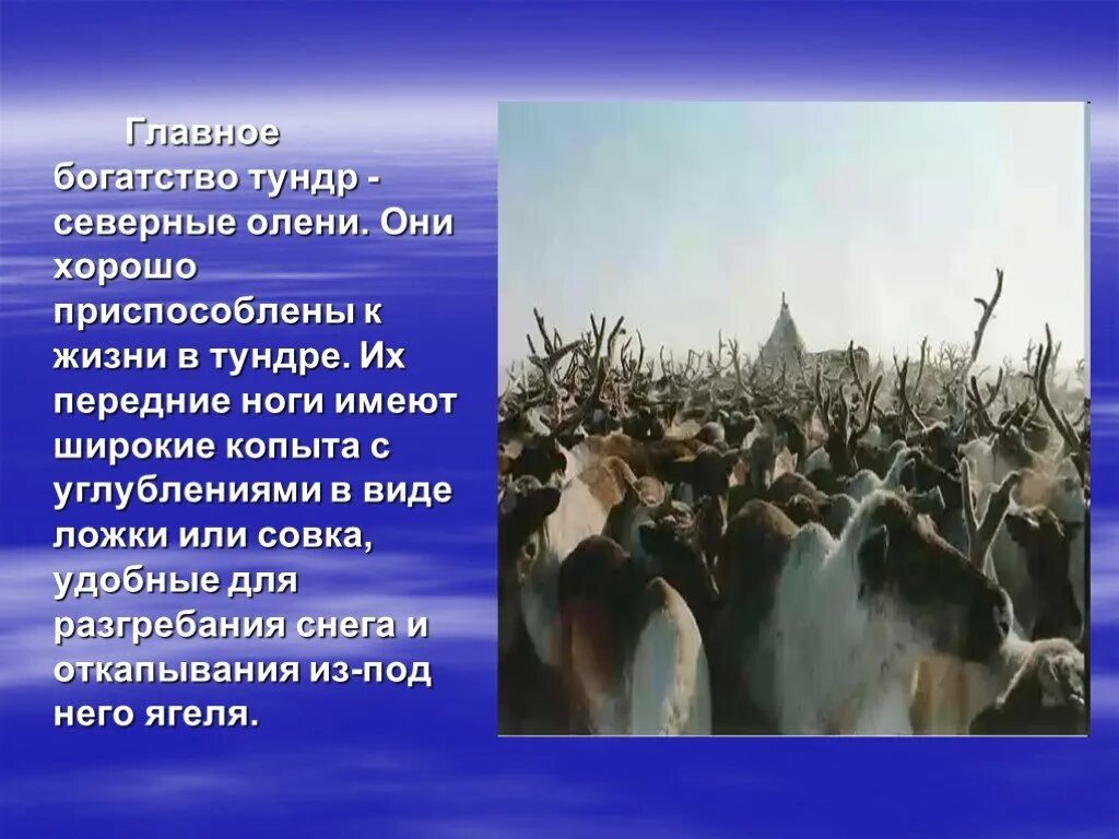 Так люди приспособились считать пользуясь тем что. Природные богатства тундры. как люди приспособились к жизни в тундре. богатства тундры использует человек. природные ресурсы тундры в россии.