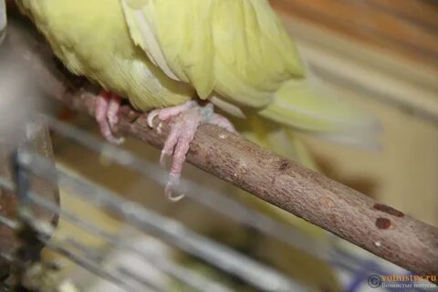 Свист для попугая кореллы