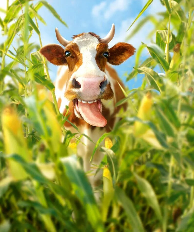 Золотая коровка. Корова. Красивая корова. Веселая корова.. Смешные коровы.
