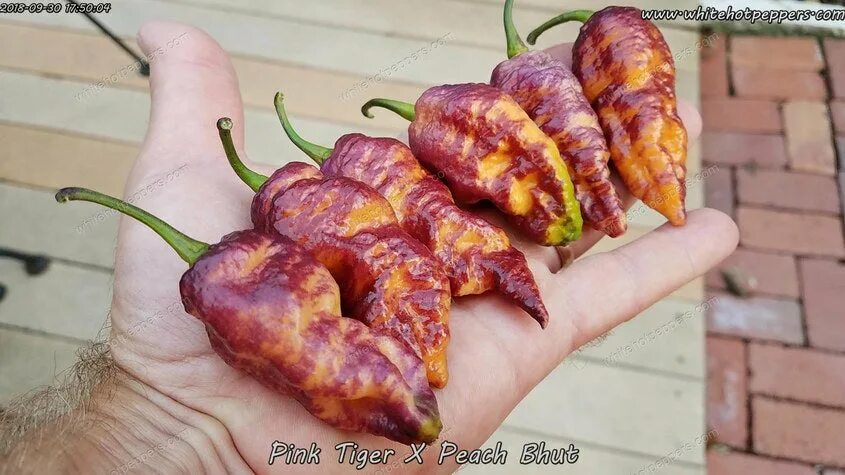 Семена тайгер. Перец Tiger Jalapeno. Перец острый халапеньо розовый тигр. Purple Tiger перец. Халапеньо розовый тигр.