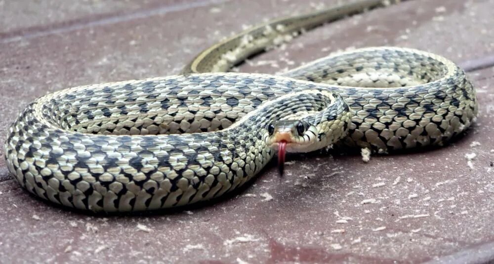 Is there a snake. Types of snakes. семейка змеек. types of snakes in english. garter snake перевод.