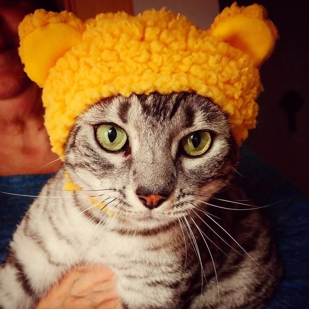 Шапка с ушами кролика. Милые шапки. Шапка с кошачьими ушками. Шапка с ушами зайца. Шапка с ушками.