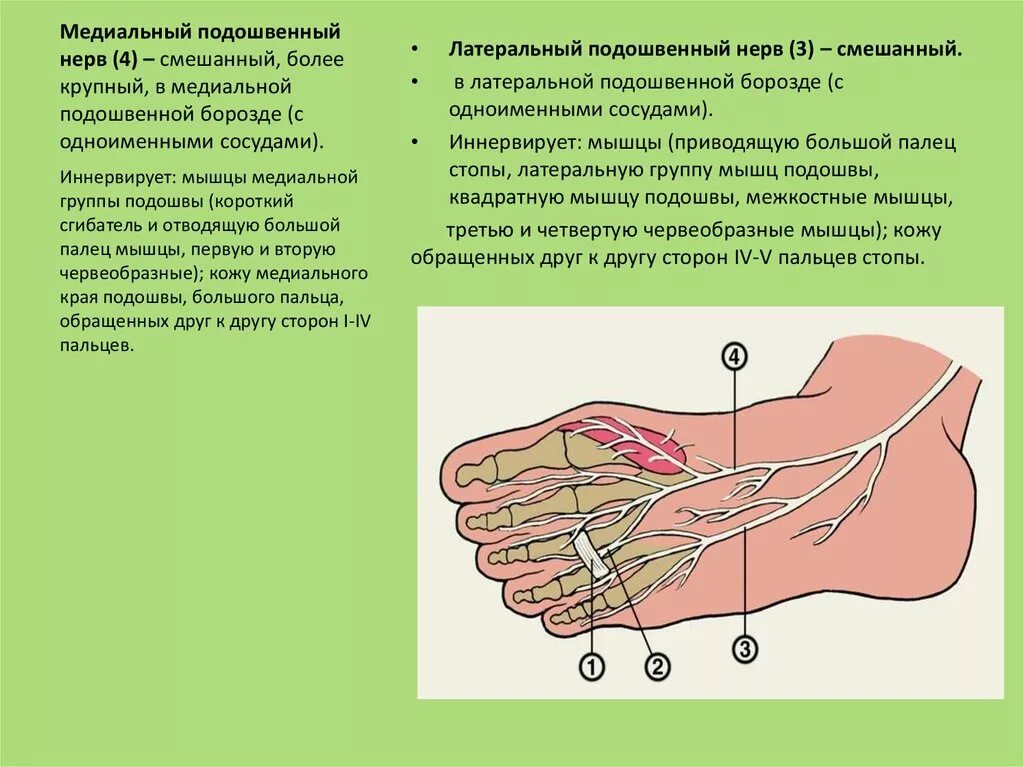 Медиальный подошвенный нерв. Латеральный подошвенный нерв иннервирует мышцы. Медиальный подошвенный нерв анатомия. Поражение латерального подошвенного нерва. Область подошвы
