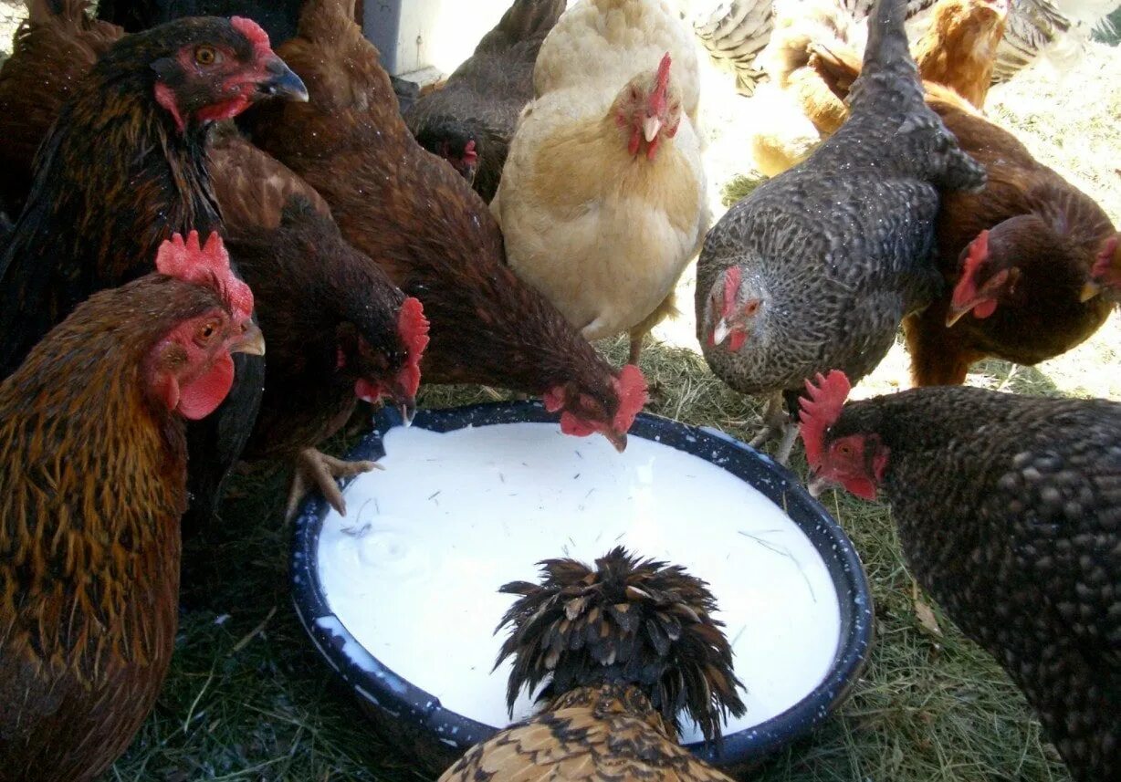 Курица несушка польза и вред. Кормление кур. Куры едят свеклу. Куры едят Геркулес. Курами или курями.