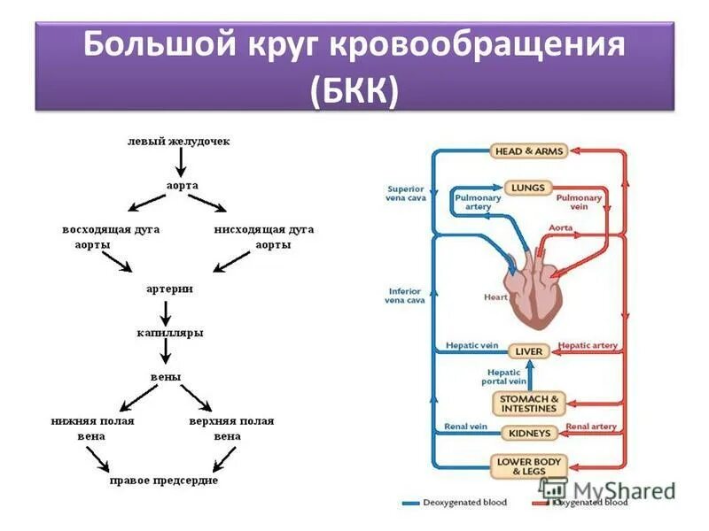 Круги кровообращения (МКК, БКК),. Большой круг кровообращения (БКК). Большой круг кровообращения схема. Схема большого и малого круга кровообращения.