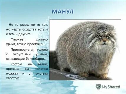 Животные красноярского края занесенные в красную книгу